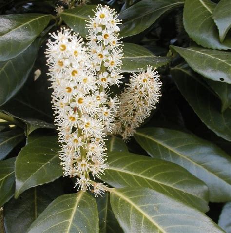 prunus laurocerasus.